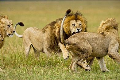 毕业舞会开幕！多人约会模拟器《魔物学园》即将登陆NS